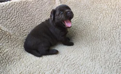 Labradorský retriever