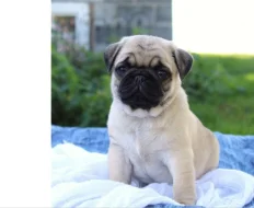 Mops štěňata s průkazem původu