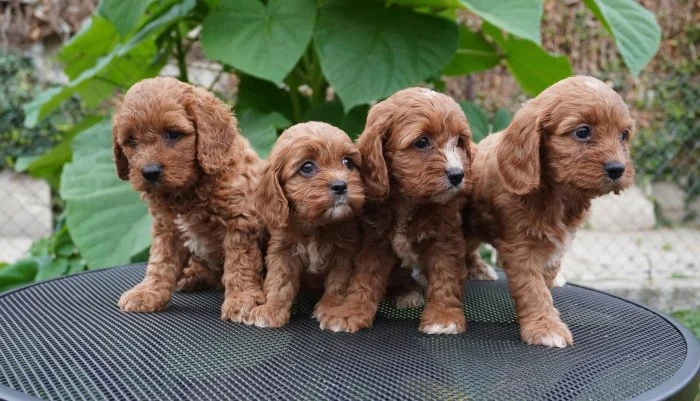 CAVAPOO