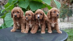 CAVAPOO