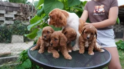 CAVAPOO