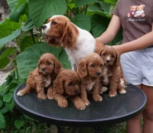 CAVAPOO