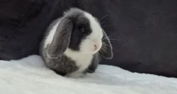 Minilop zakrslý králík