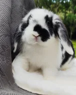 Minilop zakrslý králík