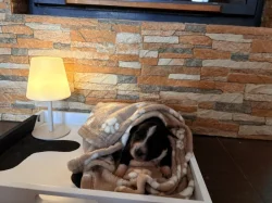 prodáme štěňata border kolie