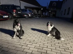 prodáme štěňata border kolie