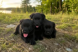 Labrador – štěňátka k odběru, 3 pejsci a 1 fenečka