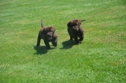 Labrador