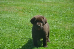 Labrador