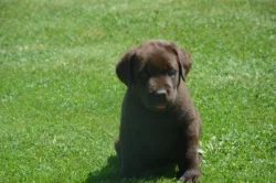 Labrador
