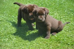 Labrador