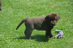 Labrador