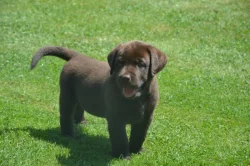 Labrador