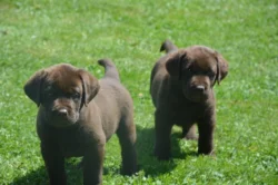 Labrador