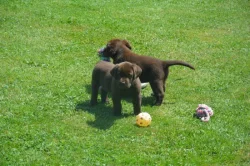 Labrador