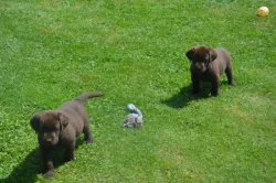 Labrador
