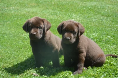 Labrador