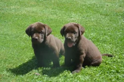 Labrador