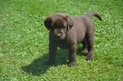 Labrador