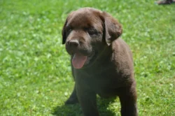 Labrador