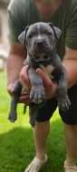 American bully XL