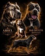 American bully XL