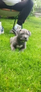 American bully XL