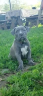 American bully XL