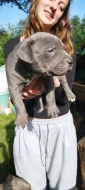 American bully XL