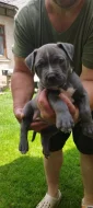 American bully XL