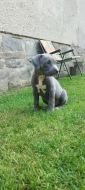 American bully XL