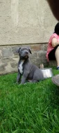 American bully XL