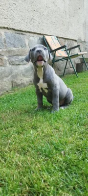 American bully XL