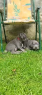 American bully XL