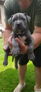 American bully XL