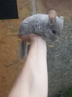 Činčila  činčilka