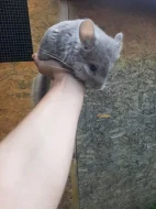 Činčila  činčilka