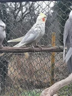 Korely korela