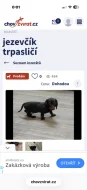 Jezevčík hladkosrstý trpasličí- množírny a překupníci
