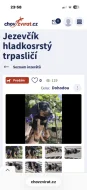 Jezevčík hladkosrstý trpasličí- množírny a překupníci