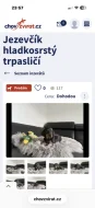 Jezevčík hladkosrstý trpasličí- množírny a překupníci