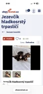 Jezevčík hladkosrstý trpasličí- množírny a překupníci