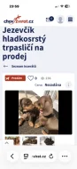 Jezevčík hladkosrstý trpasličí- množírny a překupníci