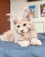 Váš nový kočičí společník čeká právě zde