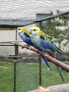 Rosela žlutohlavá 🦜