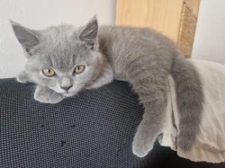 Koťátka (kluci) britského typu bez PP