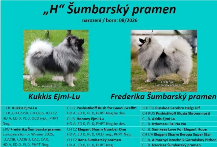 Německý vlčí špic Keeshond štěňata s PP