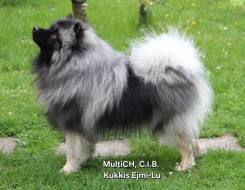 Německý vlčí špic Keeshond štěňata s PP