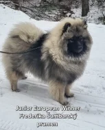 Německý vlčí špic Keeshond štěňata s PP