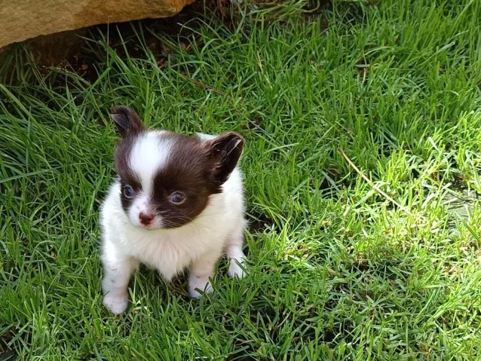 čivava dlouhosrstá s PP FCI fenky